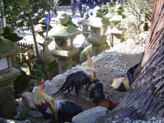 境内の長尾鶏