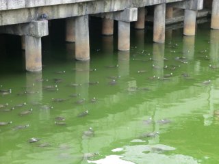 たくさんの亀たち