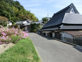 東畑　立派な農家の屋根とコスモス