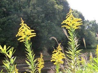 逆光の中のセイタカアワダチソウ