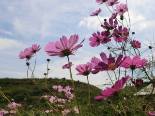 秋空にコスモス