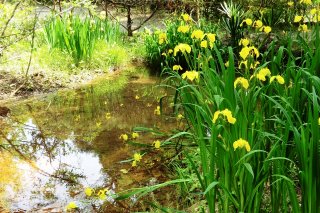 第８６番当たりのカキツバタ