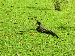 バーンパイン宮殿でオオトカゲ