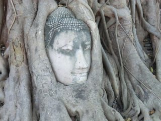 ワット・マハタート仏頭
