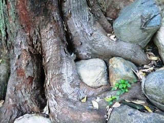 木に包まれた石