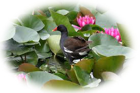 赤い嘴のバン(鷭)