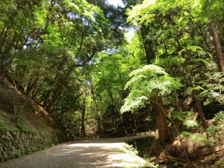 春日原始林ハイキングコース