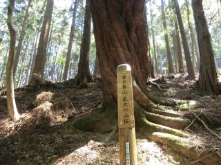 春日奥山最大の山桜