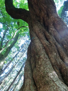 春日奥山最大の山桜