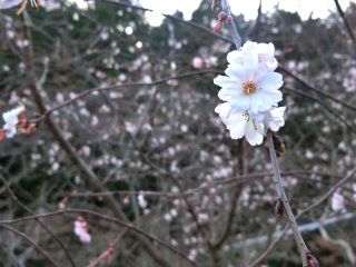 冬桜