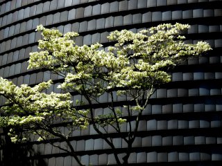 なら100年会館はなみずき