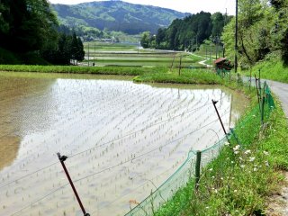 早くも水田が広がる