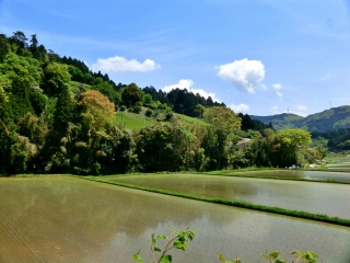 早くも水田が広がる