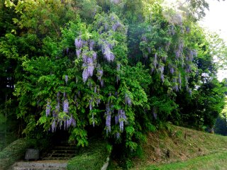 至るところに藤の花