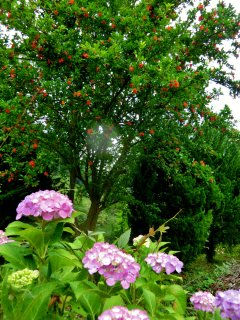 アジサイとザクロ