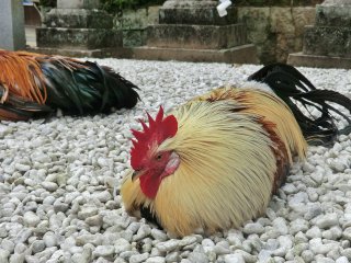 境内の鶏