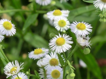 姫女苑（ヒメジョオン）