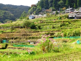 棚田の風景