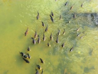 竜田川の鯉の群れ
