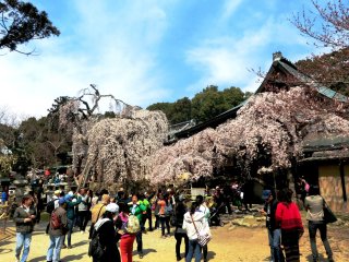 氷室神社の枝垂れ櫻