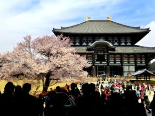 見事な大仏殿のサクラ