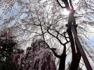 四月堂の枝垂れ櫻