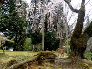 四月堂の枝垂れ櫻