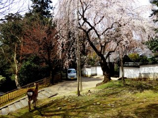 四月堂の枝垂れ櫻
