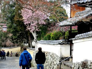 二月堂裏参道のモクレン