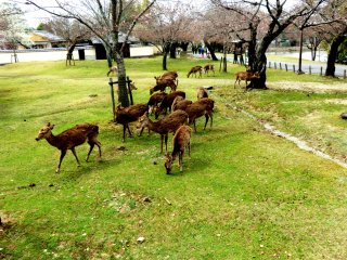 公園の鹿の群れ