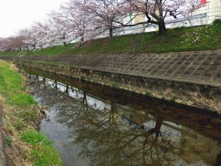 佐保川の桜並木