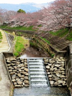 佐保川の桜並木