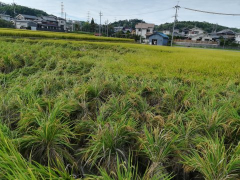 台風２４号による被害