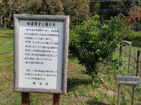 非時香菓実（ときじくのかくのみ）