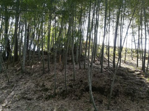 椿井大塚山古墳の後円部分