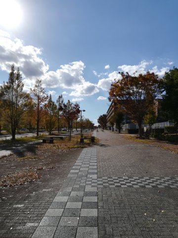 メタセコイヤ並木大通り