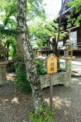 無患子ムクロジ