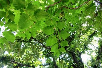 無患子ムクロジ