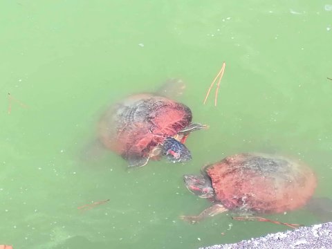 亀が寄ってくる