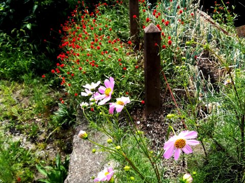 コスモス咲き始める