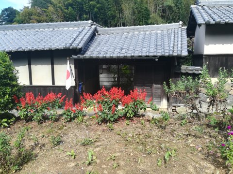 サルビアと民家