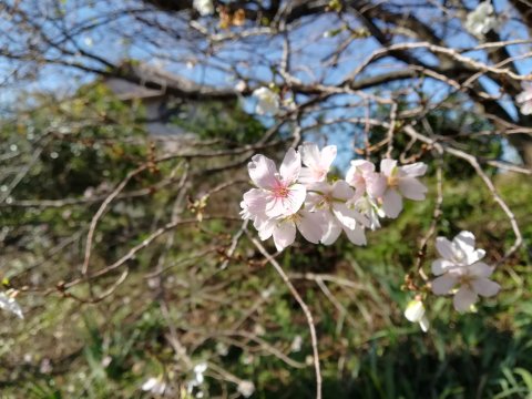 緋寒桜
