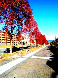 精華大通メタセコイヤ並木