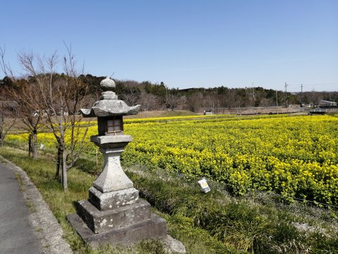 観音寺前の菜の花