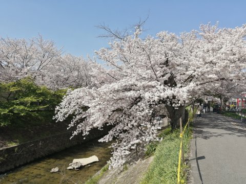 川路桜