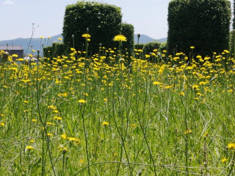 タンポポモドキ（ブタナ）