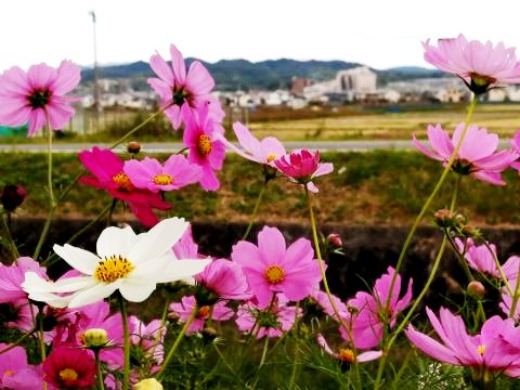 コスモス