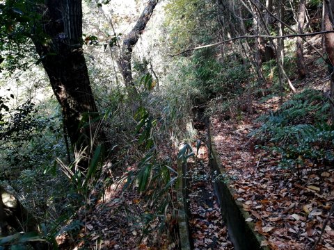 道なき道を進む