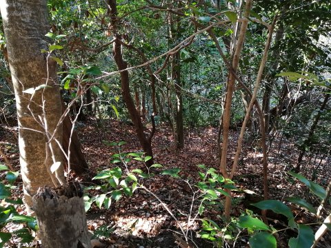 道なき道を進む