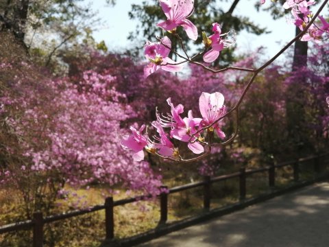 コバノミツバツツジ